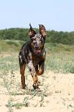 BEAUCERON - PUPPIES 069